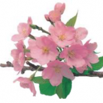桜柄グルメシートのご紹介。